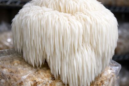 koralovec ježovitý